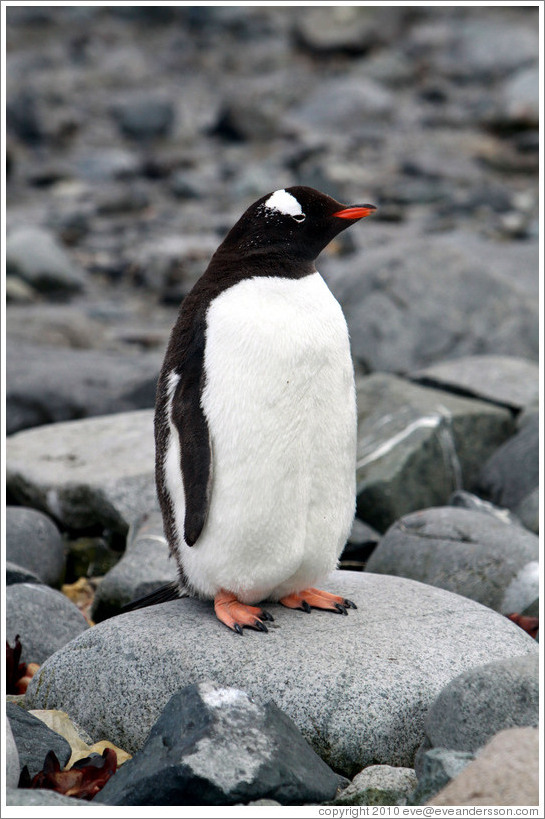 Gentoo Penguin standing on a rock.