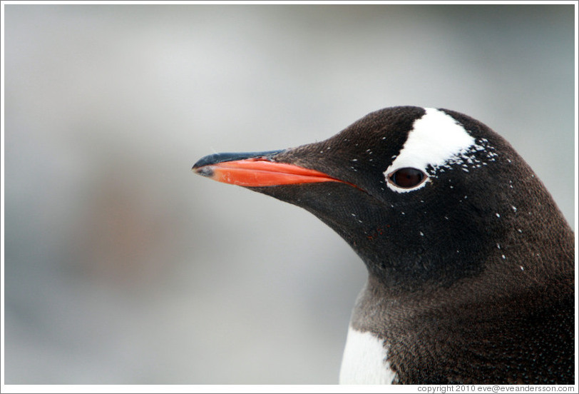Gentoo Penguin in profile.