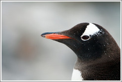 Gentoo Penguin in profile.
