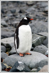 Gentoo Penguin standing on a rock.
