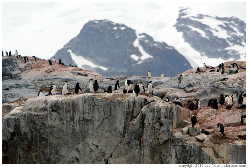 Gentoo Penguins.