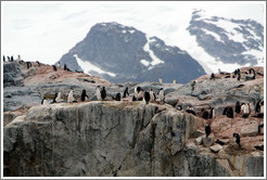 Gentoo Penguins.