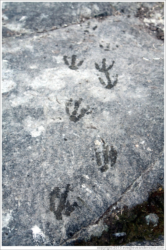 Gentoo Penguin footprints on a rock.
