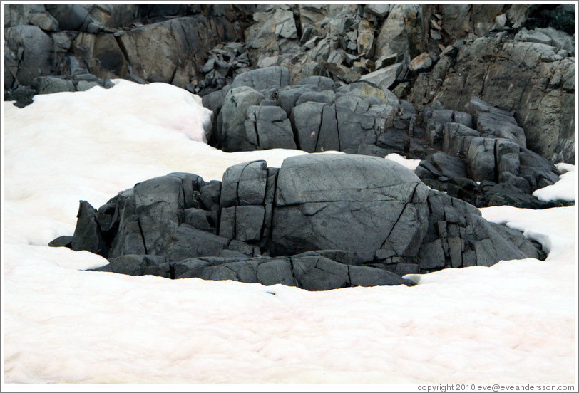 Rock broken by severe ground movement.