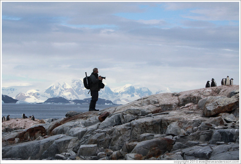 Ron photographing Gentoo penguins.