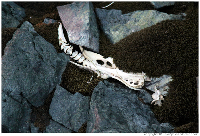 Penguin bones on a moss-covered ground.