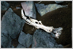 Penguin bones on a moss-covered ground.