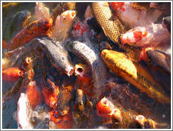 Koi pond, Jard?Japon?(Japonese Garden), Palermo.