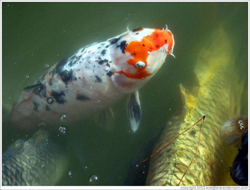 Koi pond, Jard?Japon?(Japonese Garden), Palermo.