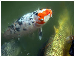 Koi pond, Jard?Japon?(Japonese Garden), Palermo.