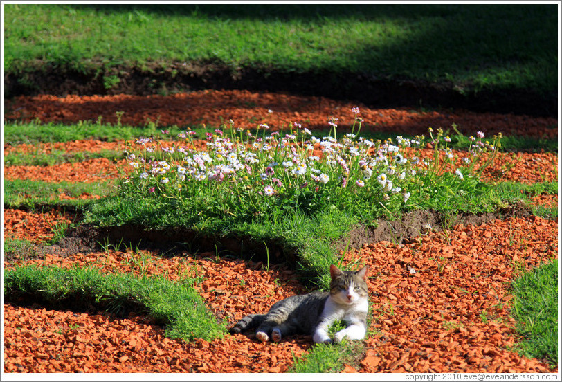 Cat. Jard?Bot?co Carlos Thays, Palermo.