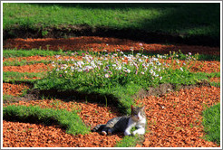 Cat. Jard?Bot?co Carlos Thays, Palermo.