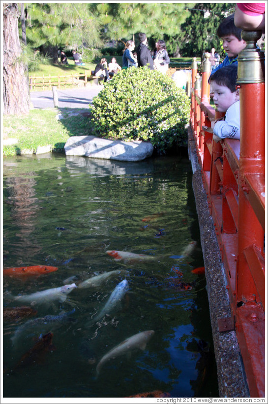 Children looking at koi. Jard?Japon? Palermo.