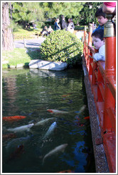 Children looking at koi. Jard?Japon? Palermo.