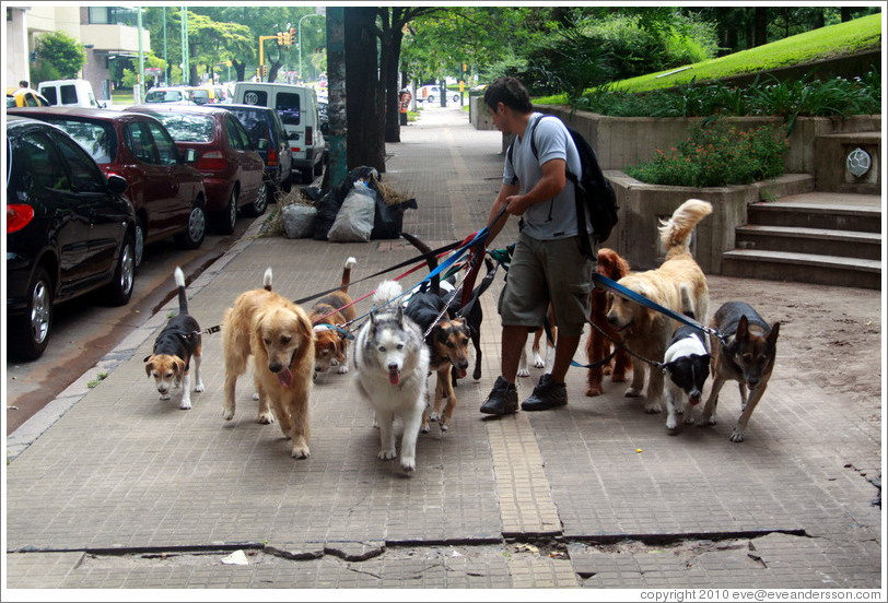 Dog walker with 11 dogs.  Calle Austria, Recoleta district.