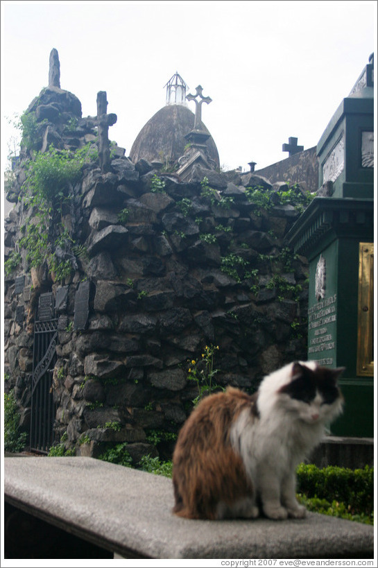 Cat at La Recoleta Cemetery.