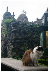 Cat at La Recoleta Cemetery.