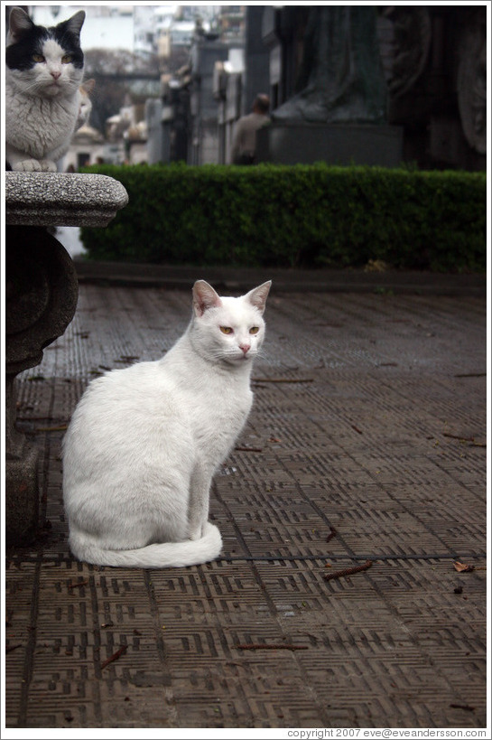 Cats at La Recoleta Cemetery.