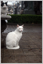 Cats at La Recoleta Cemetery.