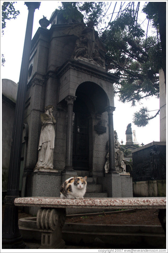 Cat at La Recoleta Cemetery.