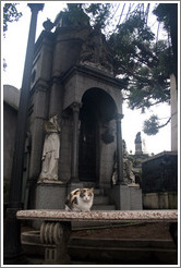 Cat at La Recoleta Cemetery.