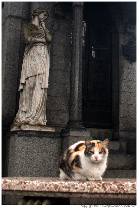 Cat at La Recoleta Cemetery.