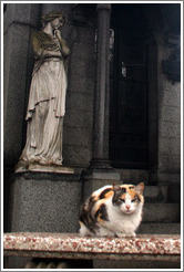 Cat at La Recoleta Cemetery.