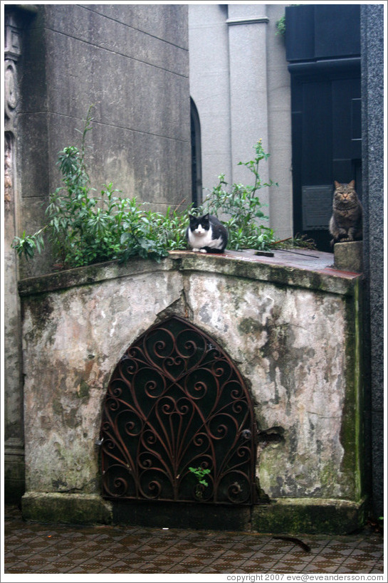 Cats at La Recoleta Cemetery.