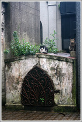 Cats at La Recoleta Cemetery.