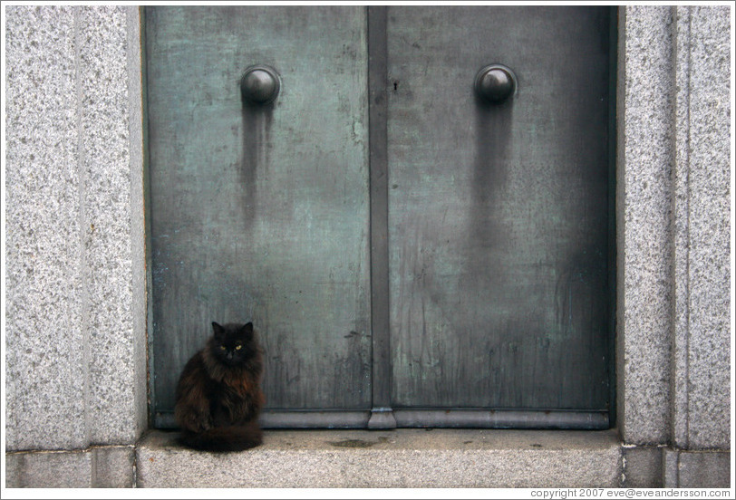 Cat at La Recoleta Cemetery.