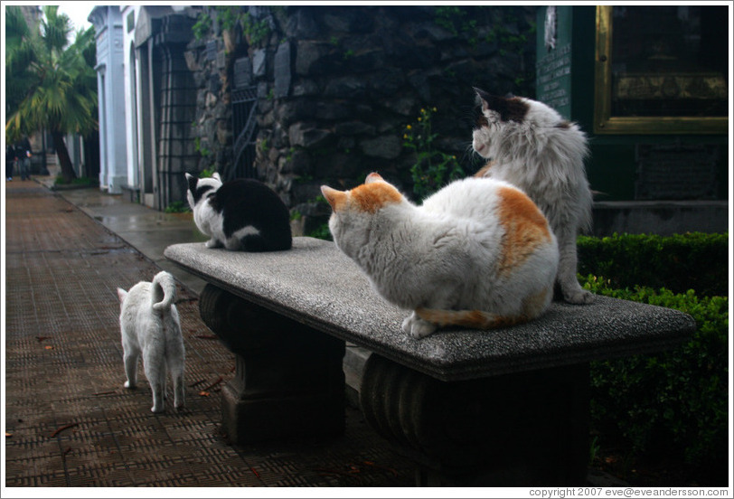 Cats at La Recoleta Cemetery.