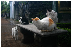 Cats at La Recoleta Cemetery.