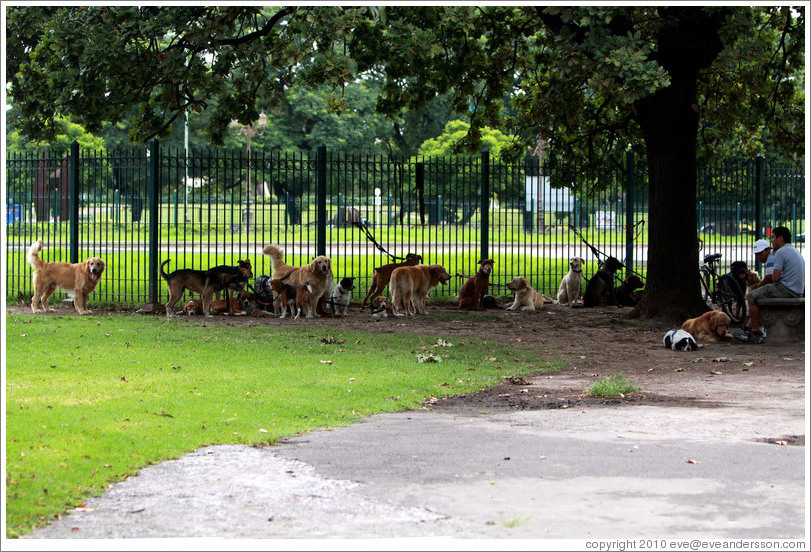 Dogs, not being walked.  Plaza Urquiza, Recoleta district.