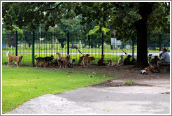 Dogs, not being walked.  Plaza Urquiza, Recoleta district.