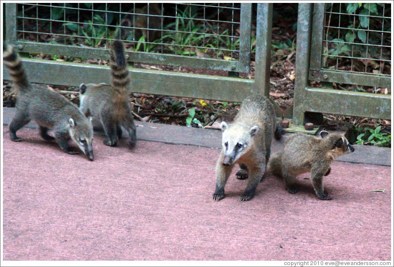 Coati on the Circuito Inferior.