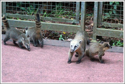 Coati on the Circuito Inferior.