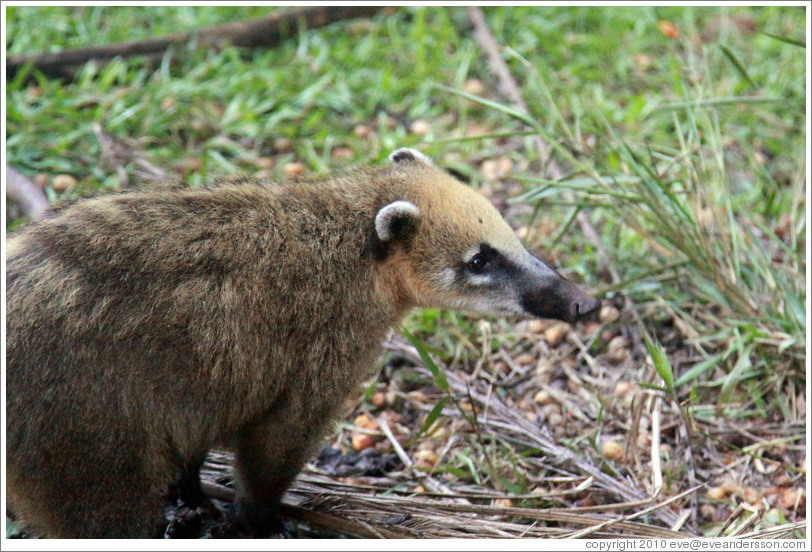 Coati on the Circuito Inferior.