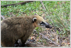 Coati on the Circuito Inferior.