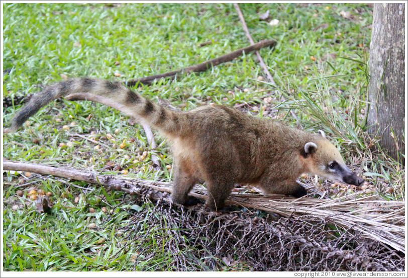 Coati on the Circuito Inferior.