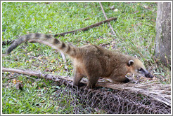 Coati on the Circuito Inferior.