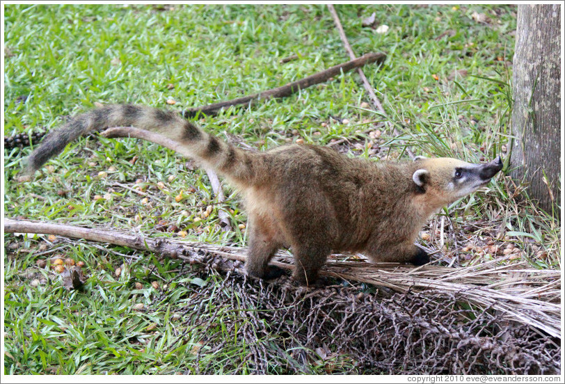 Coati on the Circuito Inferior.