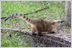 Coati on the Circuito Inferior.