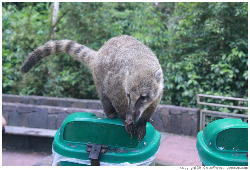 Coati on a rubbish bin on the Circuito Inferior.