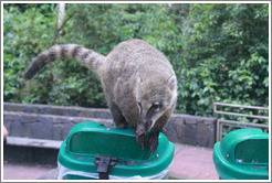 Coati on a rubbish bin on the Circuito Inferior.