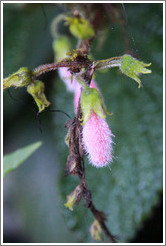 Pink flower on the Circuito Inferior.