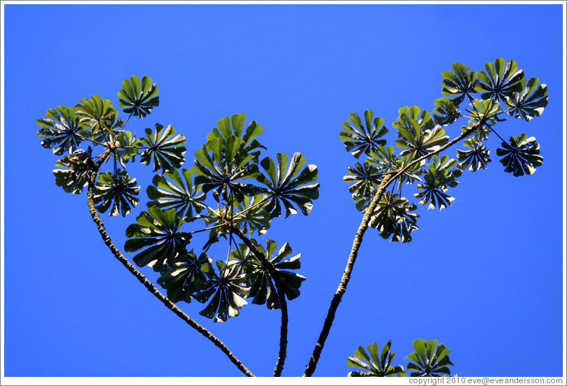 Tree, Circuito Inferior.