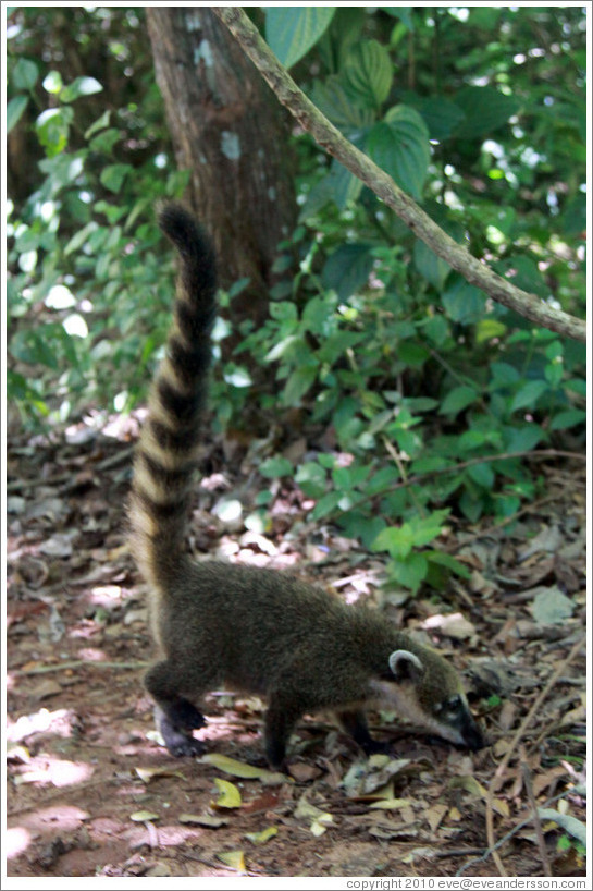 Coati on the Circuito Superior.