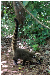 Coati on the Circuito Superior.