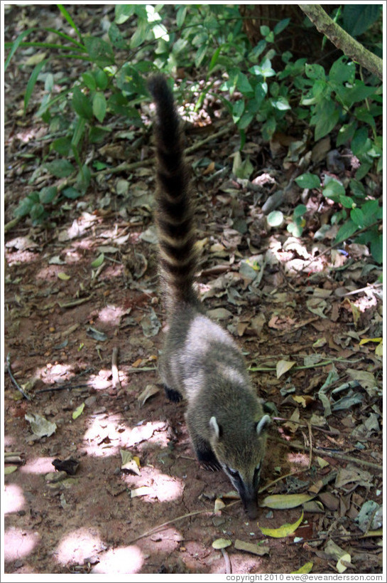 Coati on the Circuito Superior.