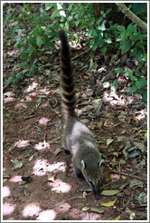 Coati on the Circuito Superior.